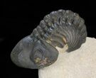 Nice Crotalocephalina & Reedops Trilobite Association #39829-3